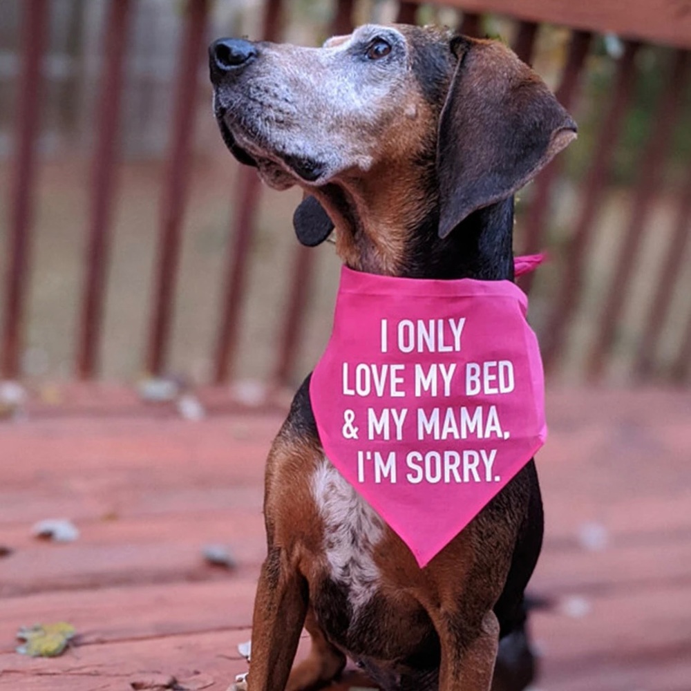 New! Pet Bandanna I ONLY LOVE MY BED AND MY MAMA IM SORRY Drake Lyrics